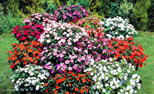 SunPatiens®