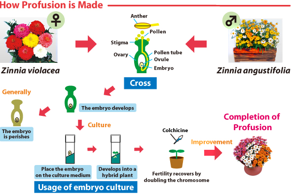 How Profusion is Made