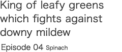 King of leafy greens which fights against downy mildew  Episode 04 Spinach