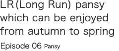LR(Long Run) pansy which can be enjoyed from autumn to spring  Episode 06 Pansy