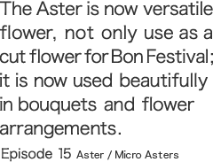 The Aster is now versatile flower, not only use as a cut flower for Bon Festival; it is now used beautifully in bouquets and flower arrangements.  Episode 15 Aster/Micro Asters