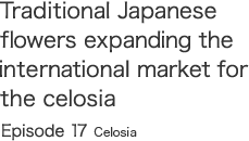 Traditional Japanese flowers expanding the international market for the Celosia  Episode 17 Celosia