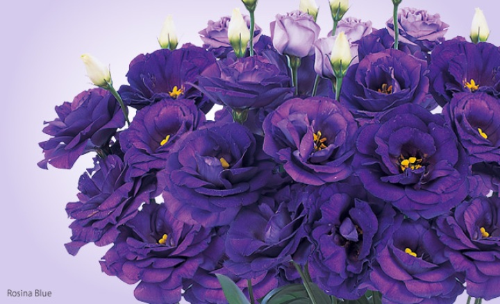Rosina Blue