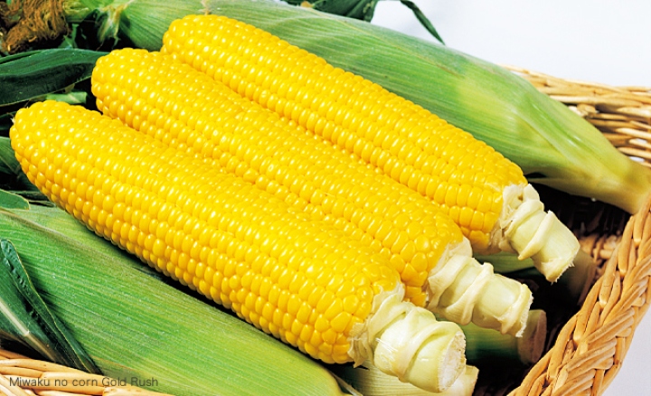 Miwaku no Corn Gold Rush