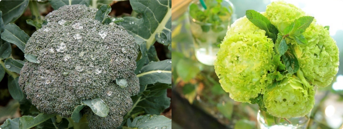 Broccoli and Lisianthus