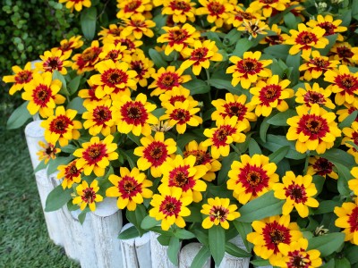 Sakata’s New Zinnia Variety Wins Golds at Two Major World Flower Competitions