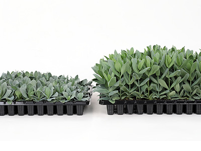 Sakata Seed Corporation has developed a less rosette risk Lisianthus, and contributes to reducing production costs 