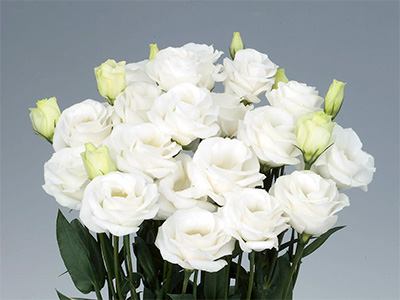 “Rosita 3 Pure White”, exhibited by Firma J. Beizhuien, Won the Top Award for a Lisianthus Variety at the International Horticultural Expo (Floriade 2022)