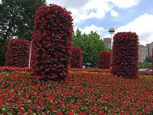 “Viking” series planting in China