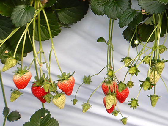 Sakata Seed Corporation makes full-scale entry into F1 seed strawberry business