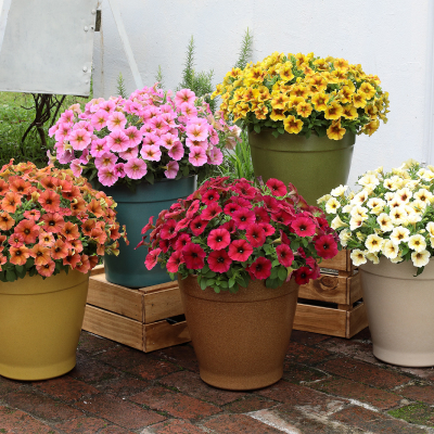 ペチュニア「ビューティカル」のイメージ