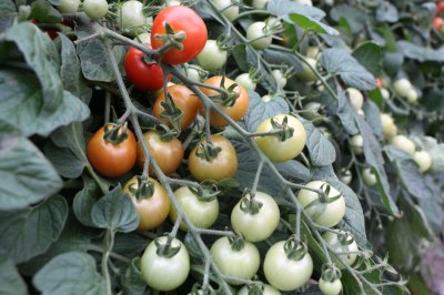 高温期も安定した品質、ミニトマト『キャロルムーン』の種子発売 