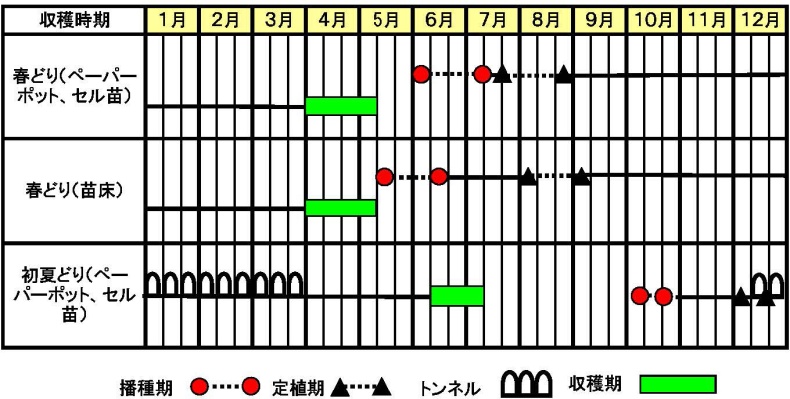 ネギ『初夏扇2号』作型図（関東標準）