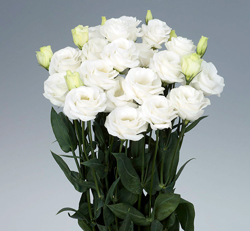 ロジータ 3 ピュアホワイトの切り花