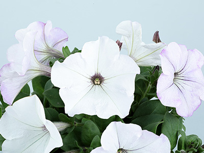 「よく咲くペチュニア バカラiQ」シリーズに待望の白色系品種追加