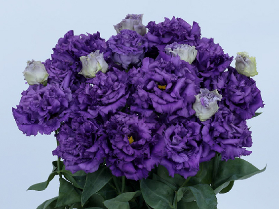 サカタのタネ、トルコギキョウ「ボヤージュ (2型) ブルー (ver.3) 」発売