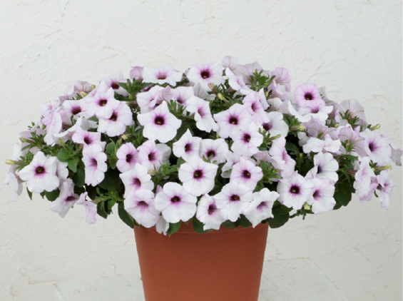 サカタのタネ、「ビューティカル」発売5周年、初の寒色系品種を販売