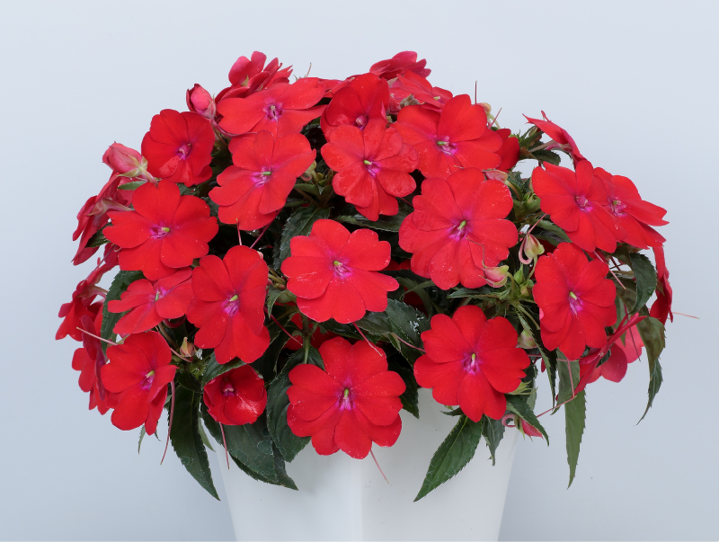 「サンパティオ スカーレット」