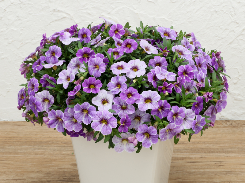 ふわリッチ ブルースプラッシュ