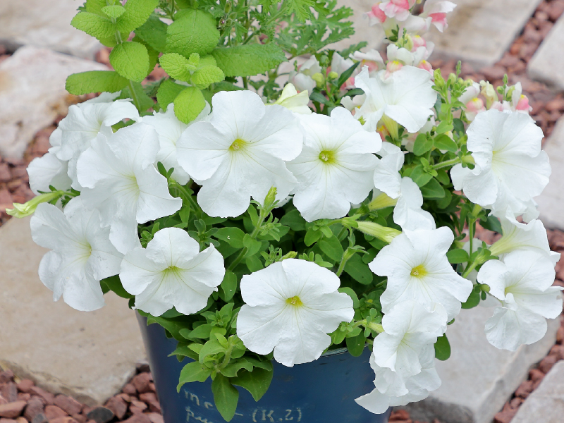よく咲くペチュニア パフィン ホワイト