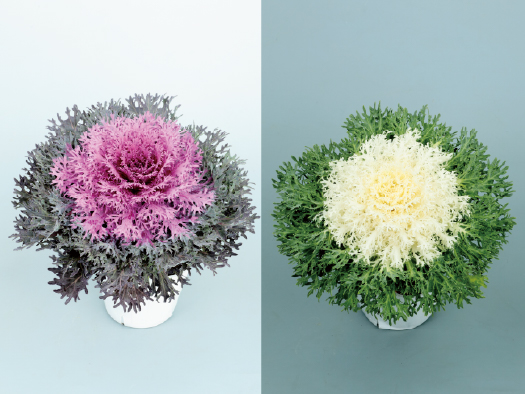 サカタのタネ、繊細さ際立つ切れ葉ハボタンを発売