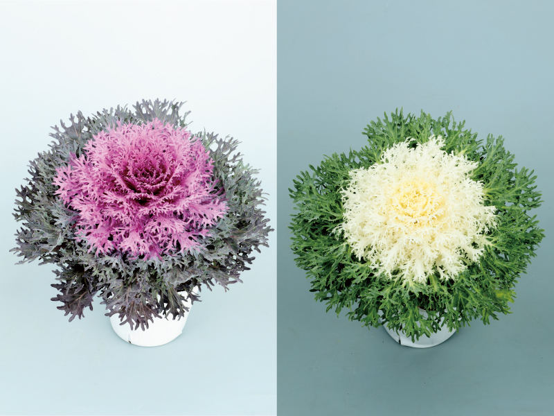 ハボタン「ティアード」