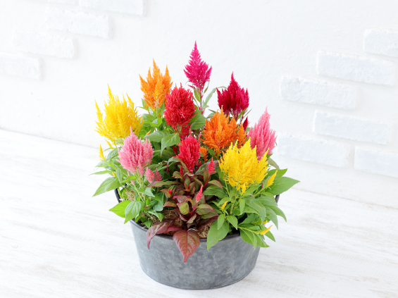 サカタのタネ、ケイトウ「フランマ」シリーズの営利生産者向け種子を発売