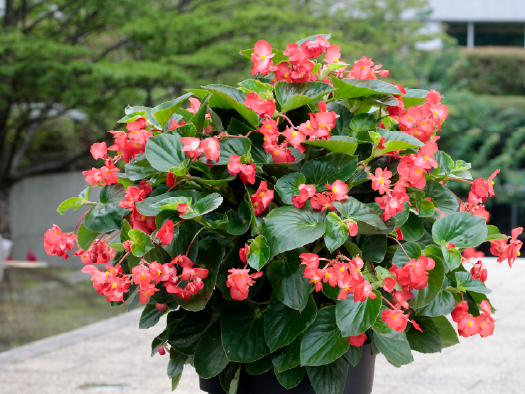 サカタのタネ、ベゴニア「バイキングXL」シリーズの営利生産者向け種子を発売