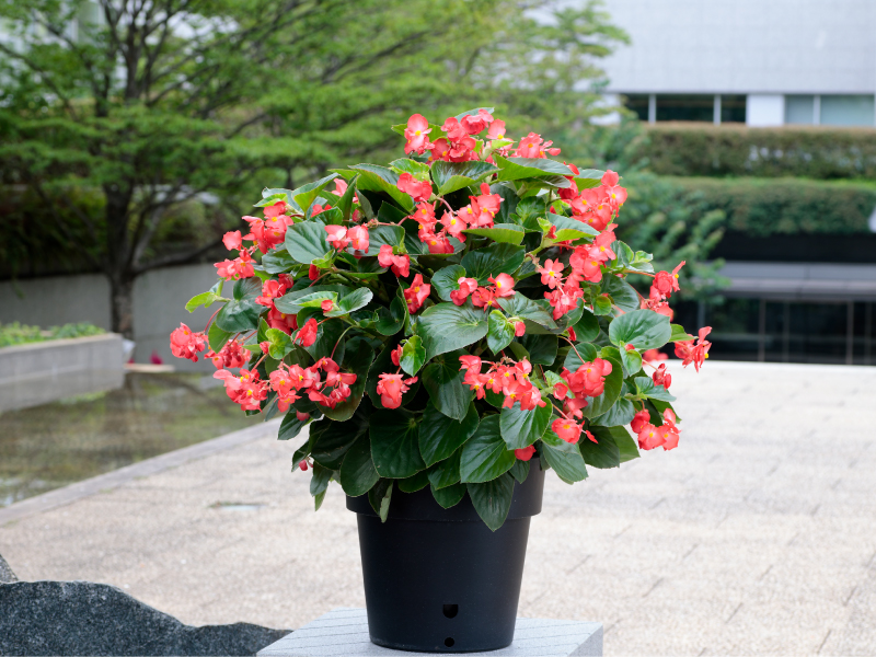 ベゴニア「バイキングXL」