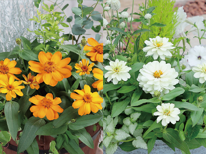 「プロフュージョン ゴールデン」と「プロフュージョン ダブル ホワイト (ver.2)」