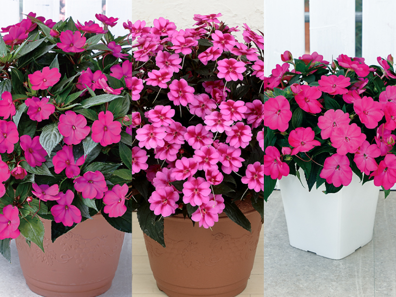 「サンパチェンス パープル (ver.2)」、「サンパチェンス パープルキャンディー」、「サンパティオ ローズピンク」