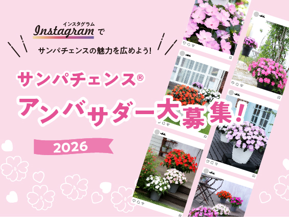 世界で評価される園芸品種「サンパチェンス」が発売20周年