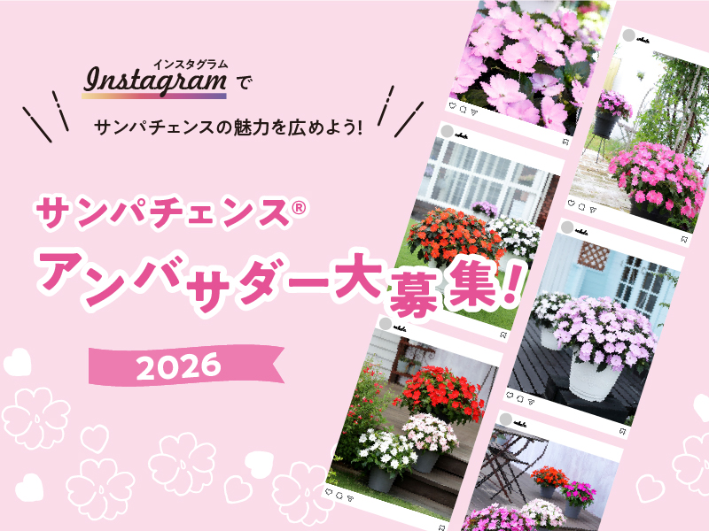 「サンパチェンスアンバサダー」募集