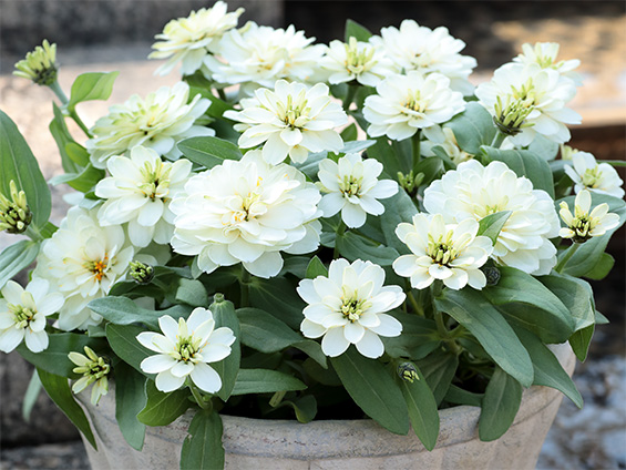 サカタのタネのジニア「Profusion Double White Improved」がダブル受賞