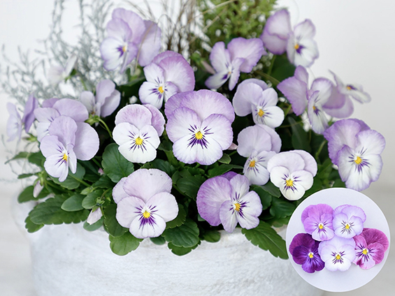 サカタのタネ、「よく咲くスミレ ラベンダーホイップ」を発売