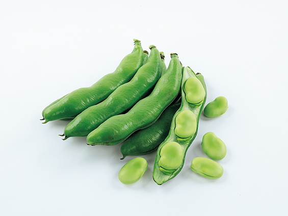 サカタのタネ、寒さに強く、収量が多いソラマメ「多空の春」を発売