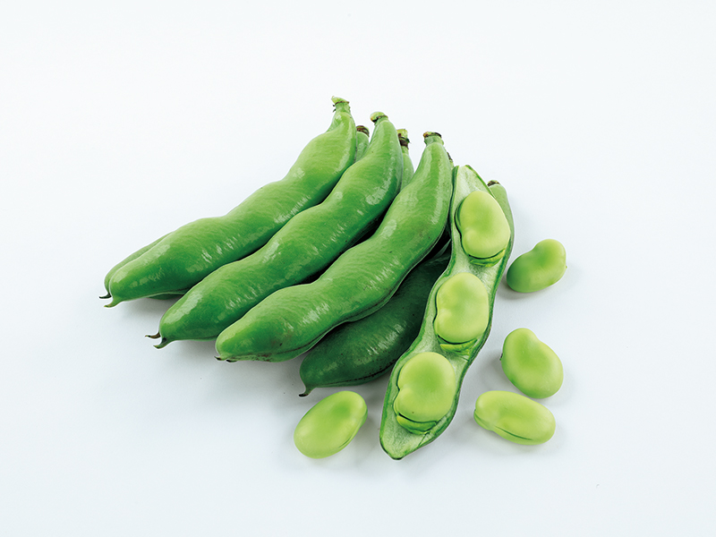 ソラマメ「多空の春」(おおぞらのはる)