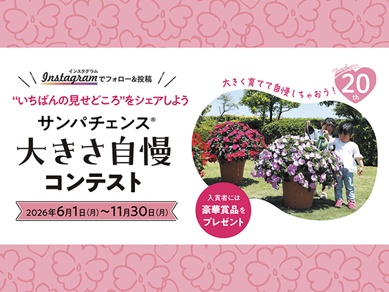 サカタのタネ、「サンパチェンス大きさ自慢コンテスト」を開催