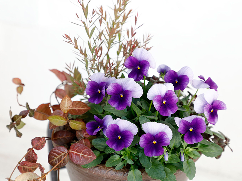 ビオラ「ピエナ」シリーズ 新色「ビーコン」