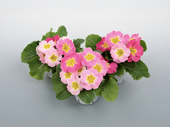 「プリンセッサ スウィート16」