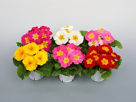 サカタのタネ、プリムラの新シリーズ「プリンセッサ」を発売