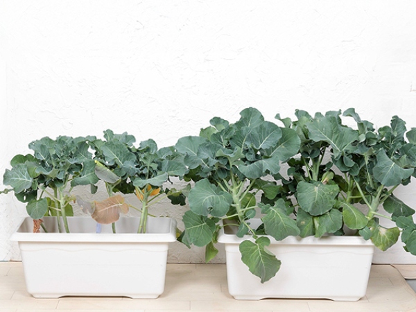 「花と野菜の培養土W-SOIL-305」を使用した株（写真右）と他社培養土を使用した株（写真左）の比較