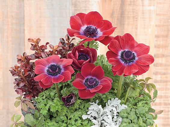 サカタのタネ、アネモネ「ポルト チョコレート」を発売