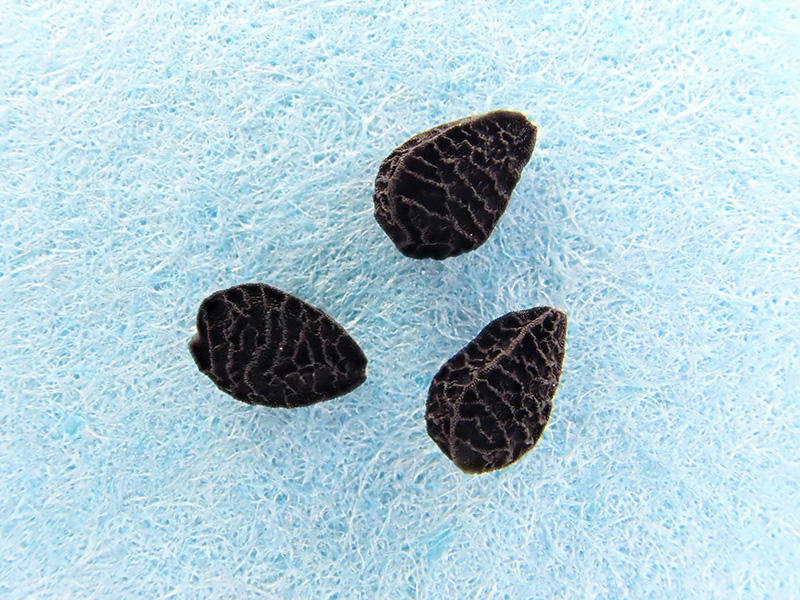 ニゲラのタネ3粒をマクロ撮影した画像で、黒いタネの表面にしわのような模様があります。