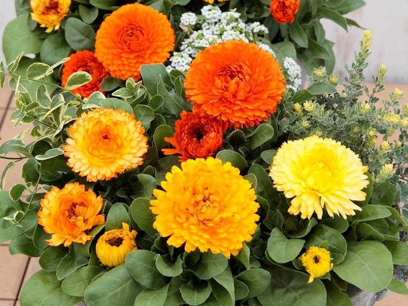 黄色やオレンジ色の八重咲のカレンジュラの花が沢山咲いている寄せ植えの写真。